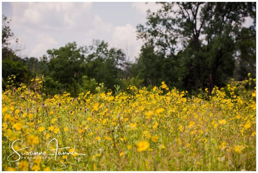 Cope Environmental Wedding Photography, Richmond Indiana, field of yellow wild flowers